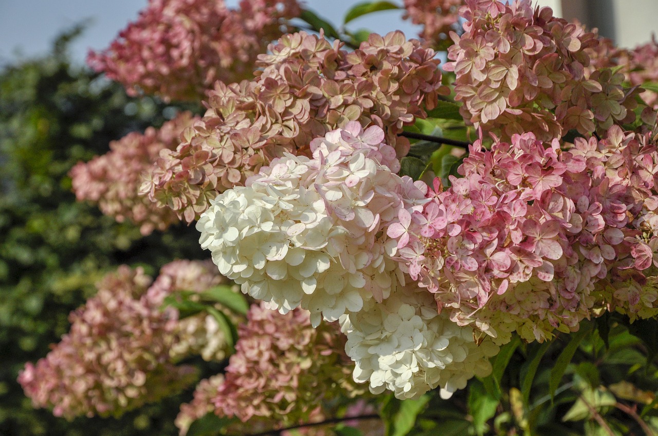 Hortensja bukietowa – kwiaty, które oczarowują pięknem